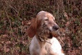 Setter Anglais SPHINX DE LA CROIX GENTILHOMME